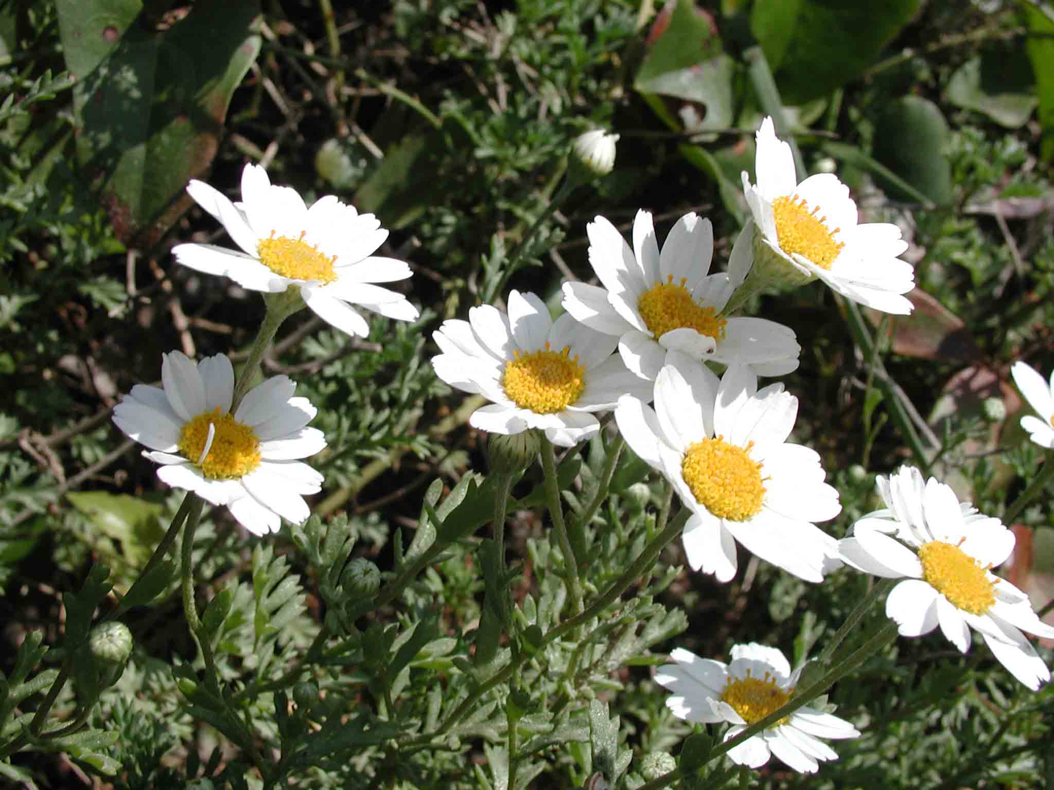 Macchia med. Anthemis maritima